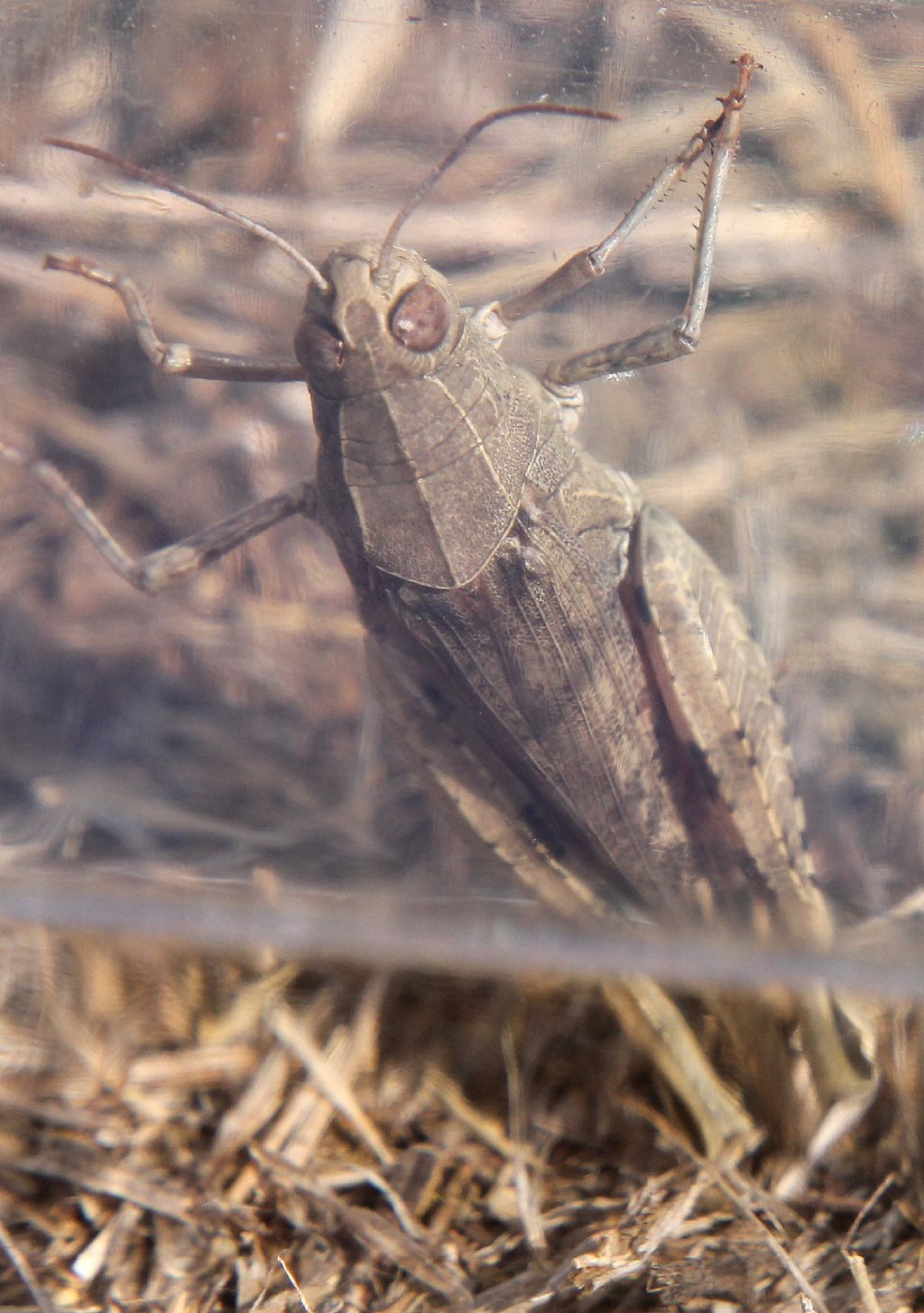 Acrididae 3